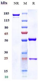 Serclutamab Humanized Recombinant Human Monoclonal Antibody