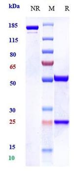 EGFR (Biosimilar) Antibody in SDS-PAGE (SDS-PAGE)