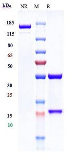 EGFR (Zalutumumab Biosimilar) Antibody in SDS-PAGE (SDS-PAGE)