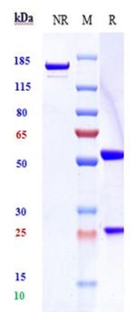 Timigutuzumab Humanized Recombinant Human Monoclonal Antibody