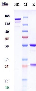Abelacimab Recombinant Human Monoclonal Antibody
