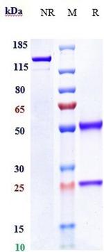 MCK10 (Biosimilar) Recombinant Human Monoclonal Antibody