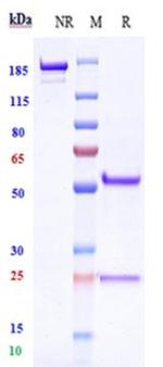 TSPAN8 Biosimilar Recombinant Human Monoclonal Antibody