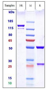 Vantictumab Antibody in SDS-PAGE (SDS-PAGE)