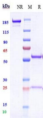 Ivuxolimab Recombinant Human Monoclonal Antibody