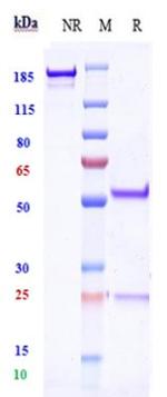 ERG Biosimilar Recombinant Human Monoclonal Antibody