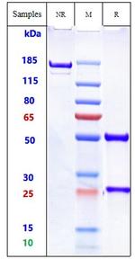 Dinutuximab Chimeric Recombinant Human Monoclonal Antibody