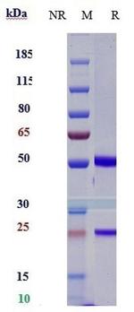 CD47 (Lemzoparlimab Biosimilar) Antibody in SDS-PAGE (SDS-PAGE)
