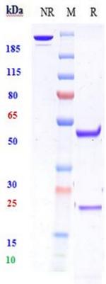 ZNF354C Biosimilar Recombinant Human Monoclonal Antibody
