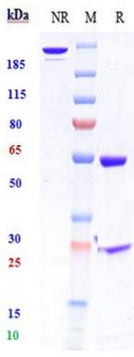 HGF Humanized Biosimilar Recombinant Human Monoclonal Antibody