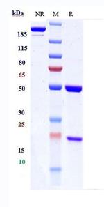EGFR (Modotuximab Biosimilar) Antibody in SDS-PAGE (SDS-PAGE)