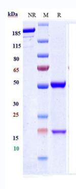 IL-10 (Biosimilar) Antibody in SDS-PAGE (SDS-PAGE)