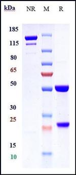 Briakinumab Recombinant Human Monoclonal Antibody