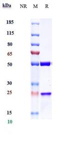 Cendakimab Humanized Recombinant Human Monoclonal Antibody