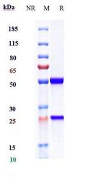 IL-13 (Dectrekumab Biosimilar) Antibody in SDS-PAGE (SDS-PAGE)
