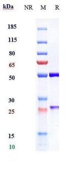Brazikumab Recombinant Human Monoclonal Antibody