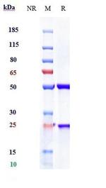 IL-23 p19 (Risankizumab Biosimilar) Antibody in SDS-PAGE (SDS-PAGE)