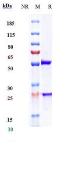 Ofatumumab Antibody in SDS-PAGE (SDS-PAGE)