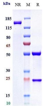 IL-6 (Biosimilar) Antibody in SDS-PAGE (SDS-PAGE)