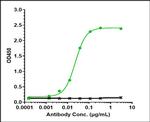 IL-6 (Siltuximab Biosimilar) Antibody in ELISA (ELISA)