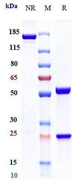 IL-6 Receptor (CD126) (Sapelizumab Biosimilar) Recombinant Human Monoclonal Antibody