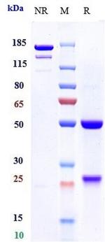 CD127 Biosimilar Antibody in SDS-PAGE (SDS-PAGE)