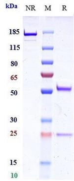 Ongericimab Humanized Recombinant Human Monoclonal Antibody