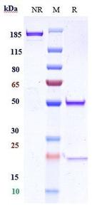 ITGA5/ITGB1 (Biosimilar) Recombinant Human Monoclonal Antibody
