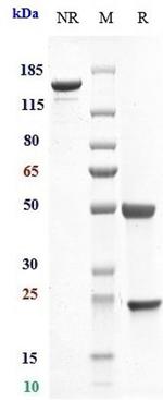 Efalizumab Humanized Recombinant Human Monoclonal Antibody