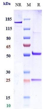 Intetumumab Recombinant Human Monoclonal Antibody