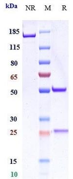 Encelimab Humanized Recombinant Human Monoclonal Antibody