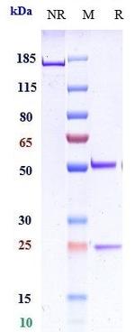 LAG-3 (CD223) (Favezelimab Biosimilar) Recombinant Human Monoclonal Antibody