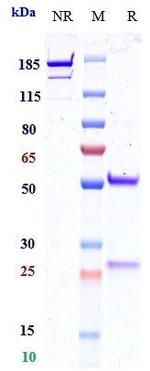 PD-L1 (CD274) (Opucolimab Biosimilar) Antibody in SDS-PAGE (SDS-PAGE)