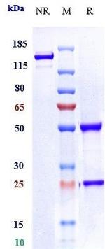 SLC39A6 (Ladiratuzumab Biosimilar) Antibody in SDS-PAGE (SDS-PAGE)