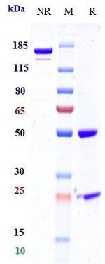 Mesothelin (Biosimilar) Recombinant Human Monoclonal Antibody