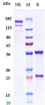 CD3 (Otelixizumab Biosimilar) Antibody in SDS-PAGE (SDS-PAGE)