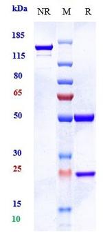 Imaprelimab Humanized Recombinant Human Monoclonal Antibody
