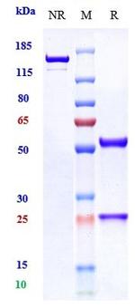 NGF (Fasinumab Biosimilar) Recombinant Human Monoclonal Antibody