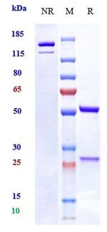 OSMR (Vixarelimab Biosimilar) Antibody in SDS-PAGE (SDS-PAGE)