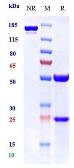 GDF15 (Ponsegromab Biosimilar) Antibody in SDS-PAGE (SDS-PAGE)