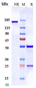 PD-1 (CD279) (Prolgolimab Biosimilar) Antibody in SDS-PAGE (SDS-PAGE)