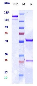 MRC2 Biosimilar Recombinant Human Monoclonal Antibody