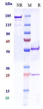 PCSK9 Biosimilar Recombinant Human Monoclonal Antibody
