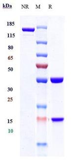 PD-1 (CD279) (Cetrelimab Biosimilar) Antibody in SDS-PAGE (SDS-PAGE)