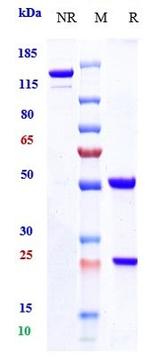 CD20 (Biosimilar) Antibody in SDS-PAGE (SDS-PAGE)