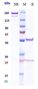 PD-1 (CD279) (Ezabenlimab Biosimilar) Antibody in SDS-PAGE (SDS-PAGE)