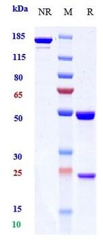 PD-1 (CD279) (Pimivalimab Biosimilar) Antibody in SDS-PAGE (SDS-PAGE)