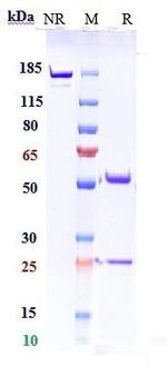 Retifanlimab Humanized Recombinant Human Monoclonal Antibody