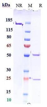 Sasanlimab Recombinant Human Monoclonal Antibody