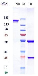 Sintilimab Antibody in SDS-PAGE (SDS-PAGE)